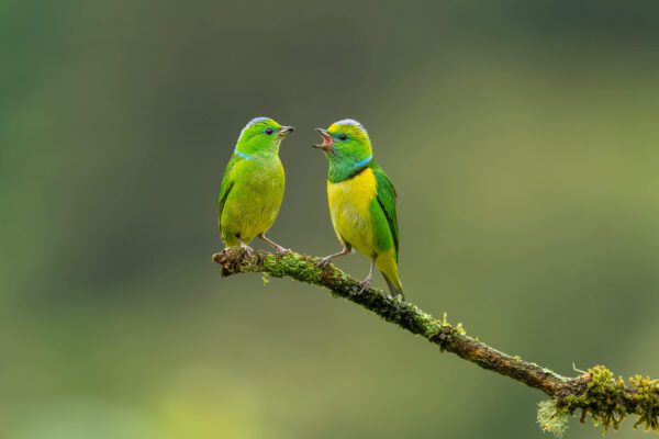 Female and male Golden-browed Chlorophonia