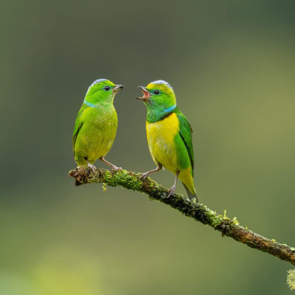 Female and male Golden-browed Chlorophonia