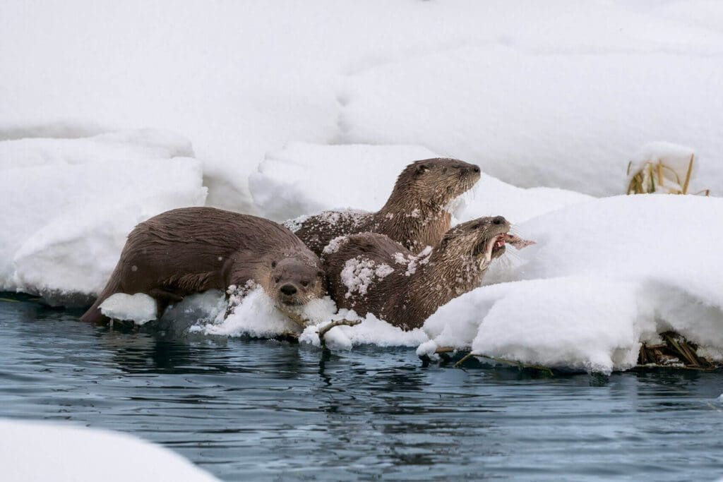 River Otters in Grand Teton National Park, Wyoming