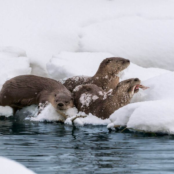 River Otters in Grand Teton National Park, Wyoming