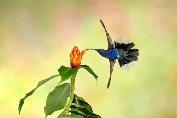 Violet Sabrewing Hummingbird with a Costus flower