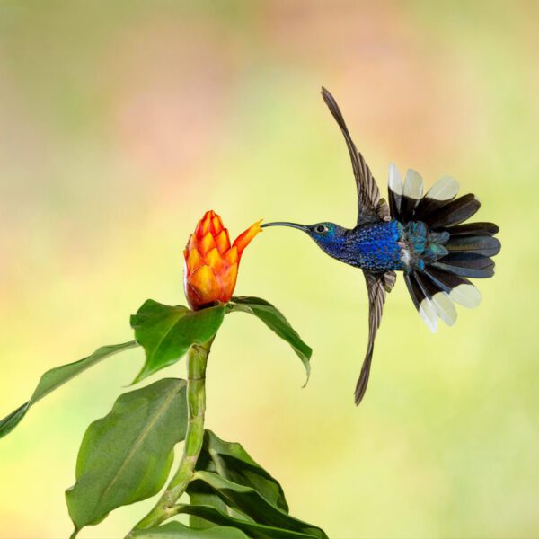Violet Sabrewing Hummingbird with a Costus flower