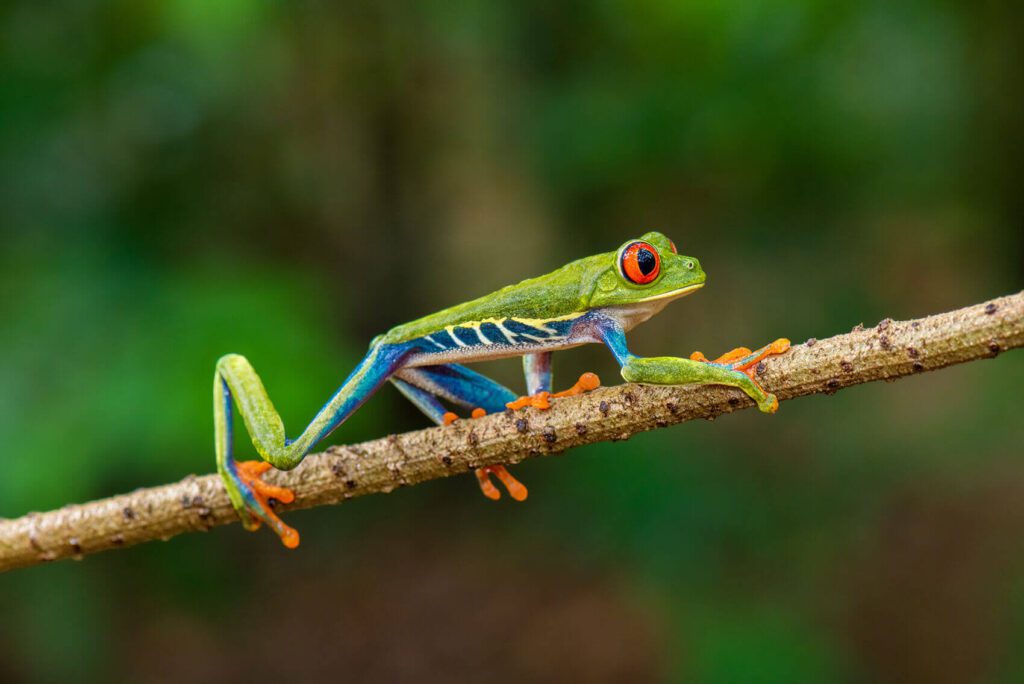 Red-eyed Tree frog on a branch