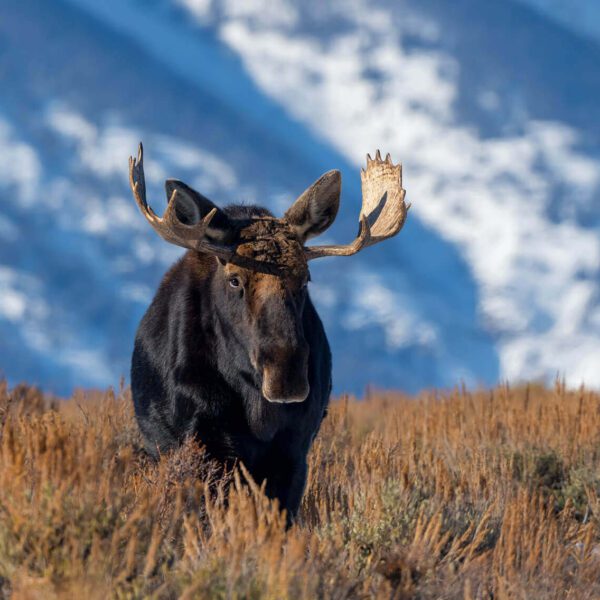Moose and the Tetons in Grand Teton National Park, Wyoming