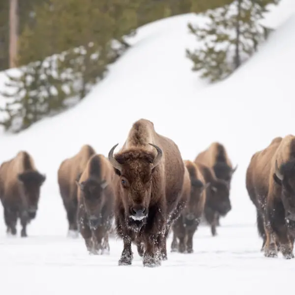 American Bison in Yellowstone National Park, Wyoming