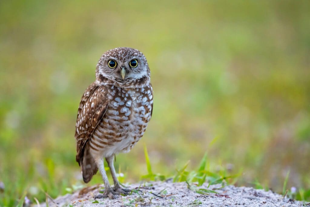 Burrowing Owl