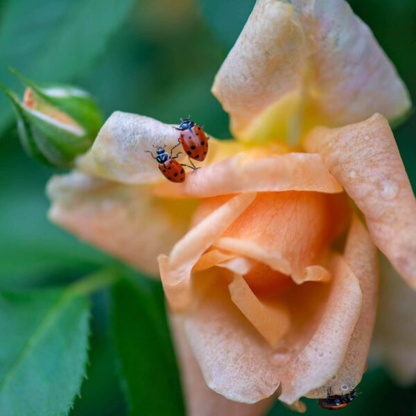 Ladybugs on a rose