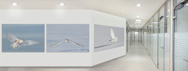 A hallway with three pictures of The Mystical Flight.