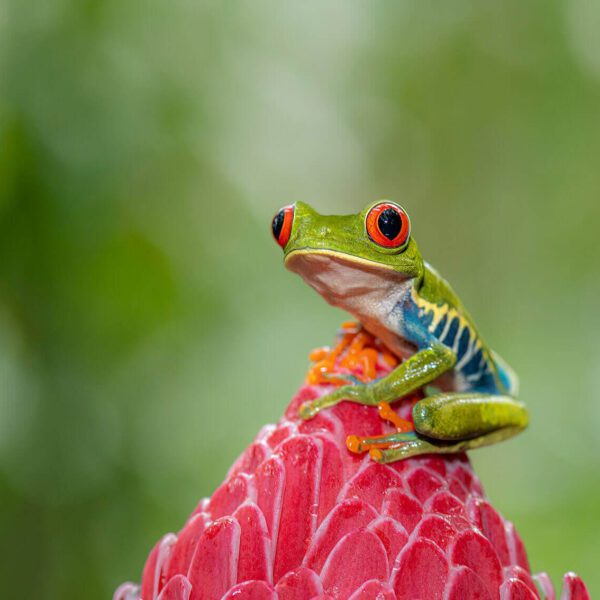 Red-eyed Tree frog on a Etlingera Elatior flower