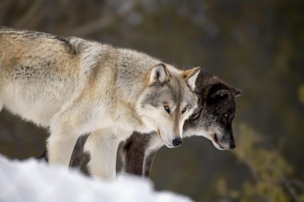 Wolves in Yellowstone National Park, Wyoming