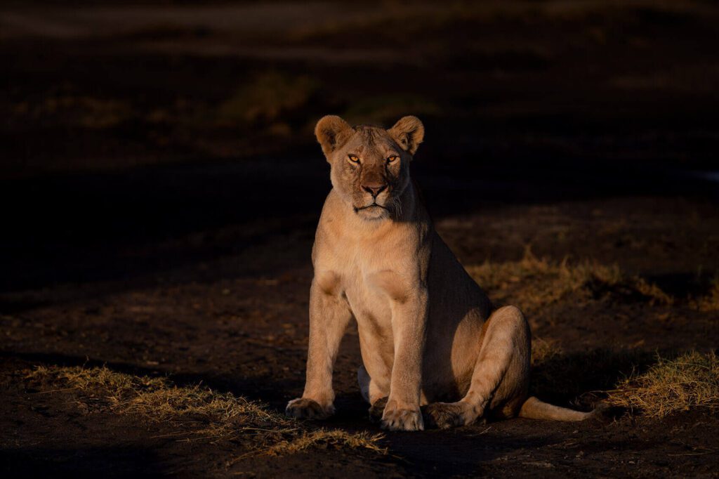 A Queen's Gaze sitting on the ground at dusk.