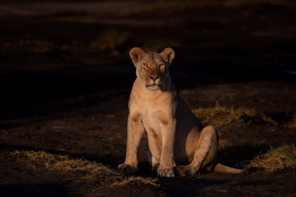 A Queen's Gaze sitting on the ground at dusk.