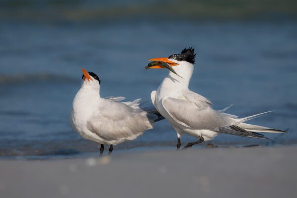 Two white birds standing on the beach with A Fish for His Lady in their beaks.