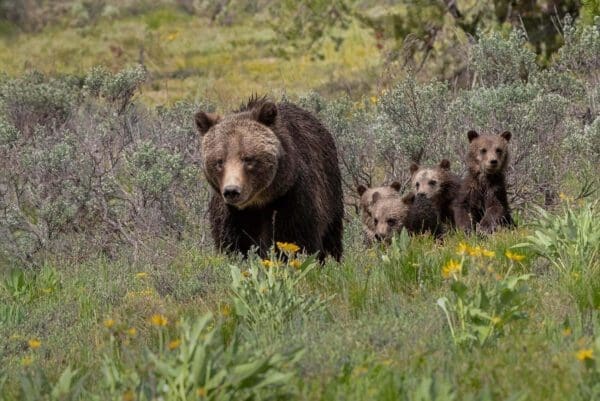 A group of A Spring Stroll walking through a field.