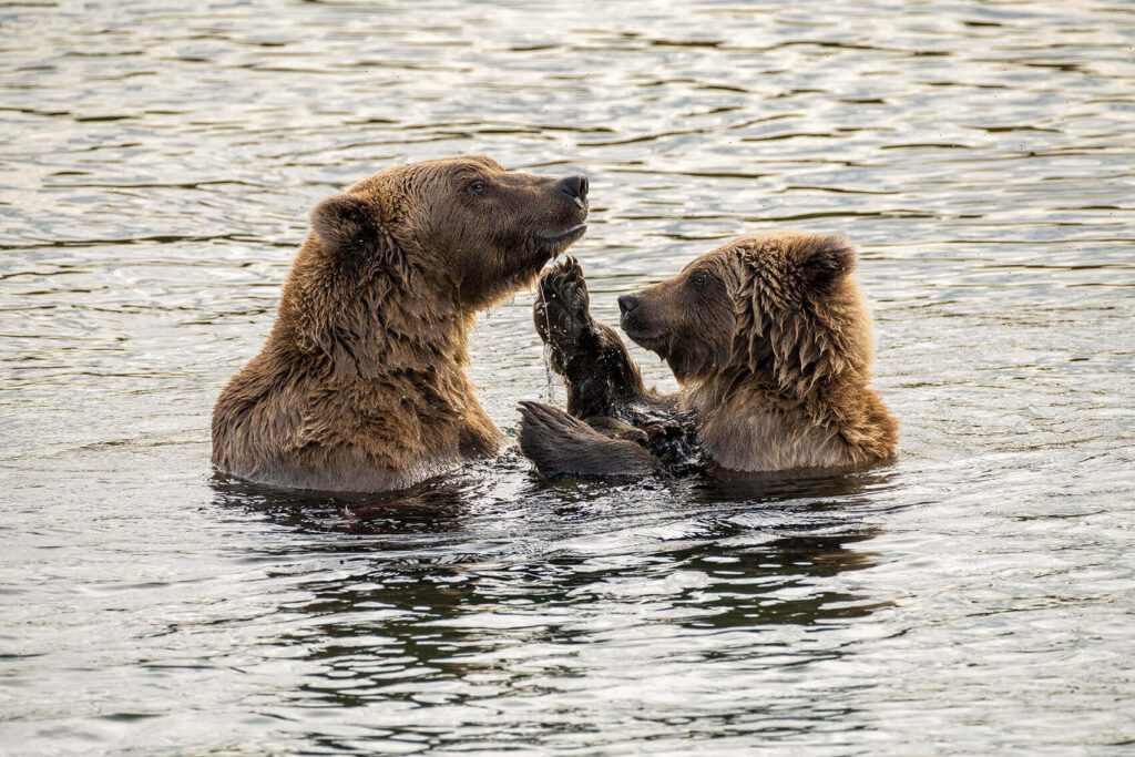 Two A Tender Moment bears playing in the water.