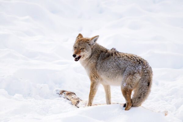 A coyote standing in the snow with its mouth open, ready to devour A Winter Snack.