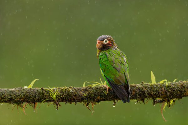 A green parrot sitting on a branch in the Afternoon Shower.