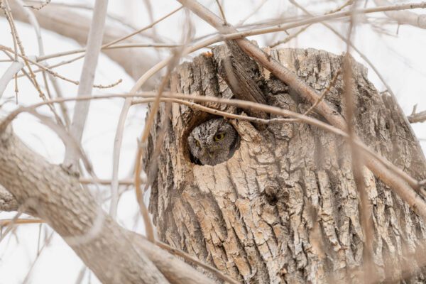 An owl is peeking out of the hole in the All Tucked In.
