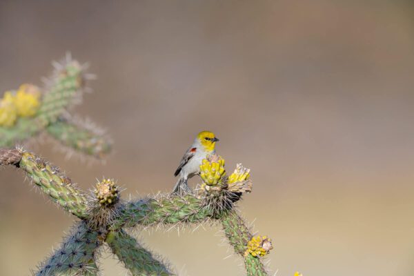 Among the Cactus Flowers, a small yellow bird perched on a cactus plant.