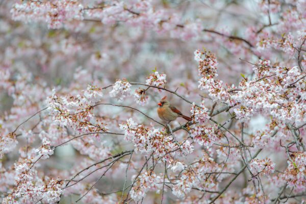 A cardinal perched on a branch of Among the Cherry Blossoms.