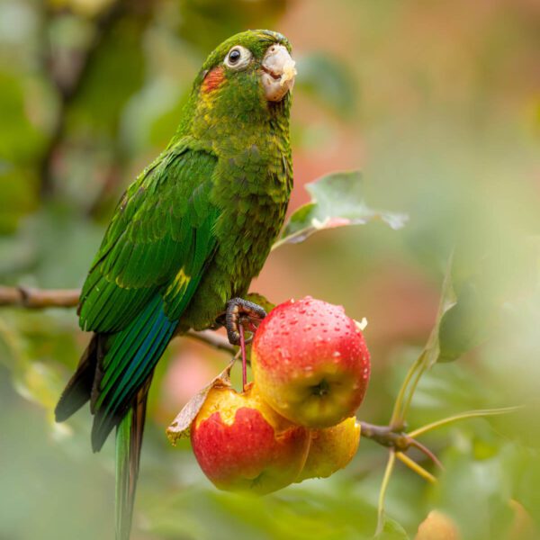 A green parrot sitting on an apple tree