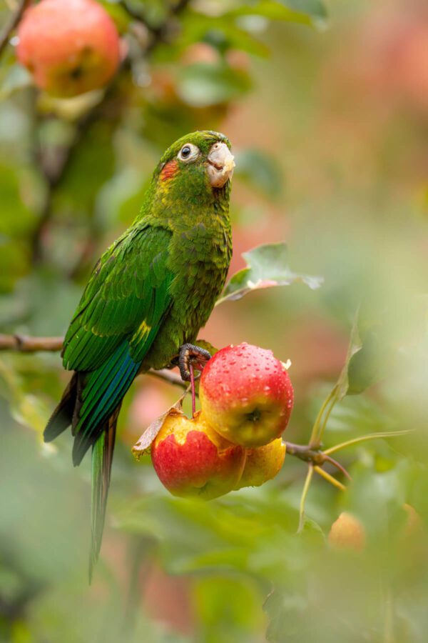 A green parrot sitting on an apple tree