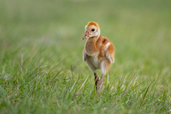 Baby’s First Steps is walking through a grassy field.