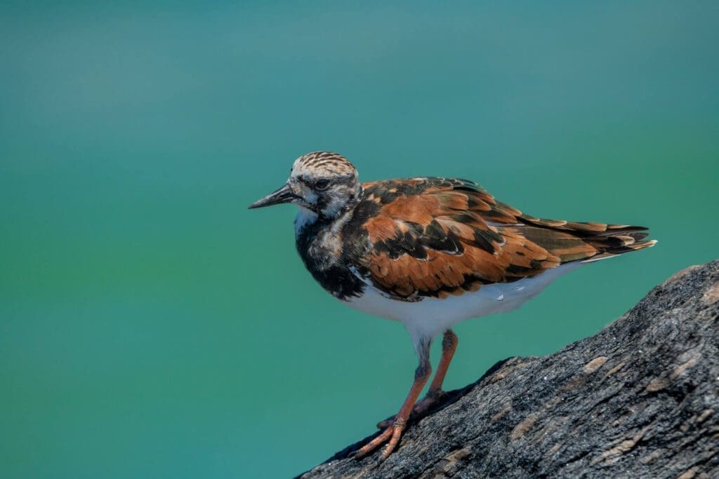 Beauty by the Shore is standing on top of a piece of wood.