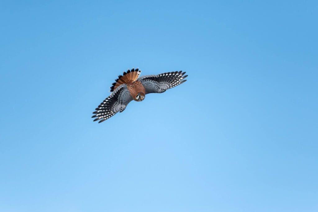 Beauty Soars flying through a clear blue sky.