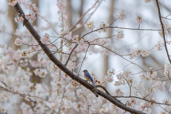 Beauty in the Blossoms perched on a branch of a cherry tree.