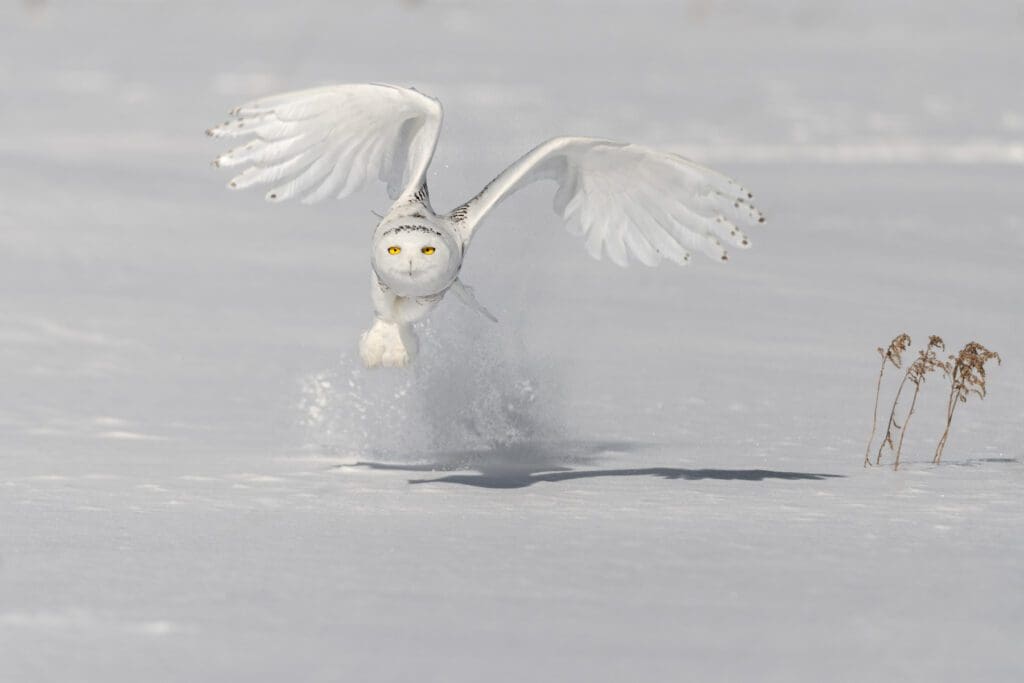 Blasting Off the Snow in flight.