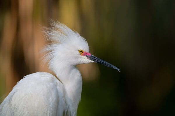 A Breeding Plumage At Sunset bird with a long beak.