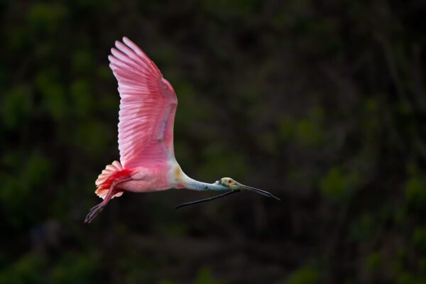 Making the Nest, a pink bird in flight with a long beak.