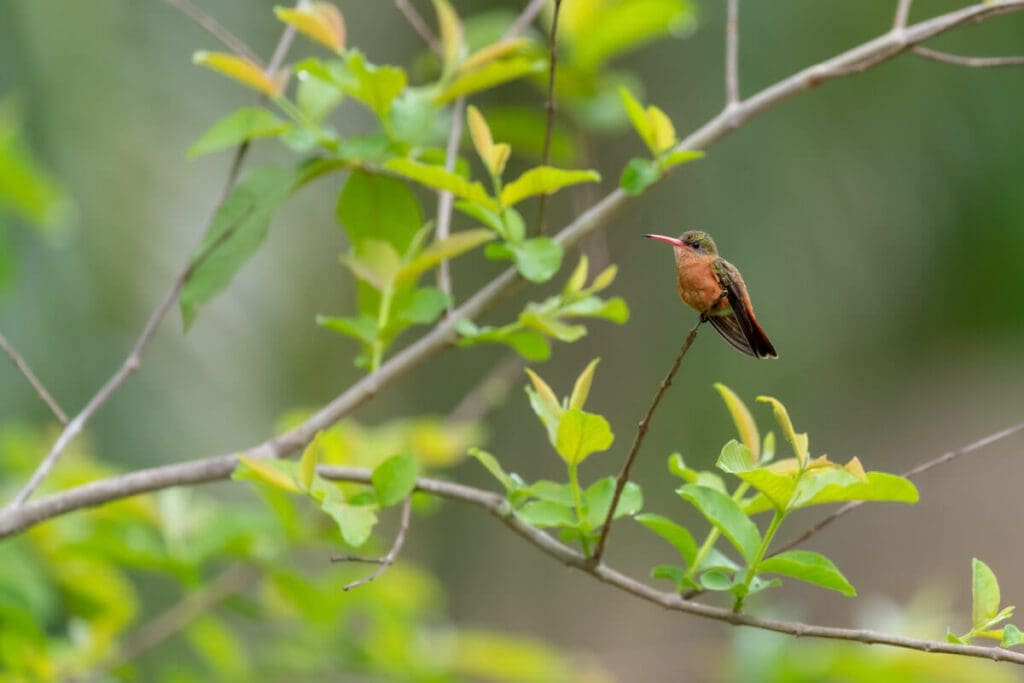 A cinnamon stick perched on a tree branch.