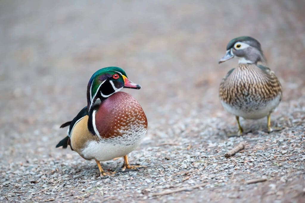 Two Come Along My Love standing on a gravel road.