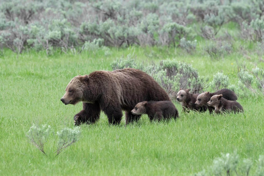 Cruisin' with Mom and her cubs walking through a grassy field.