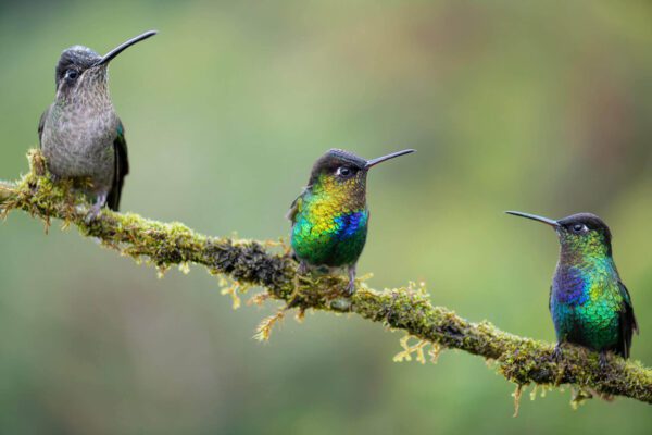 Three colorful Social Distancing perched on a branch.