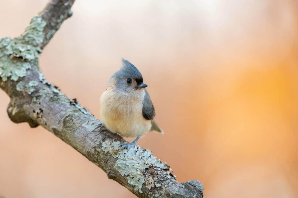 A Peach Delight is sitting on a branch.