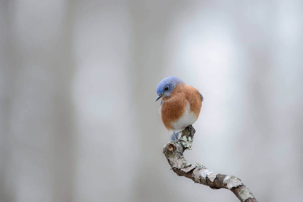 A blue bird perched on The Thinker.