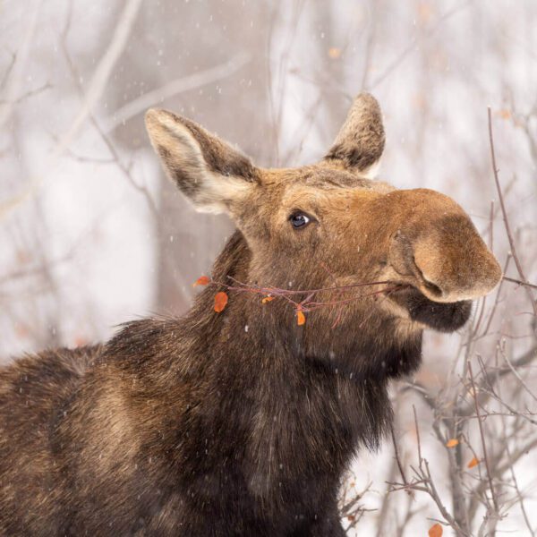 A moose