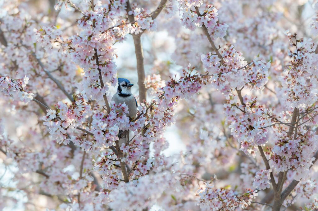 A blue jay perched in a Blossoms Embrace tree.