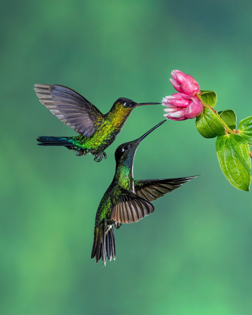 Birds flying near a pink plant