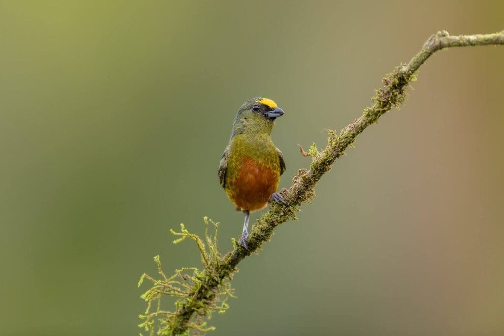 A Little Darling sitting on a branch with moss on it.