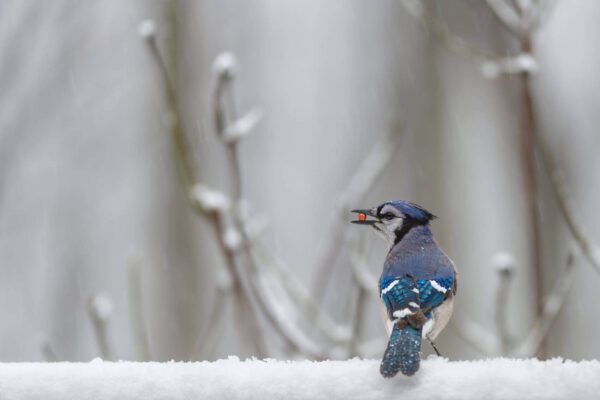 A blue jay perched on a Winter Treat covered branch.
