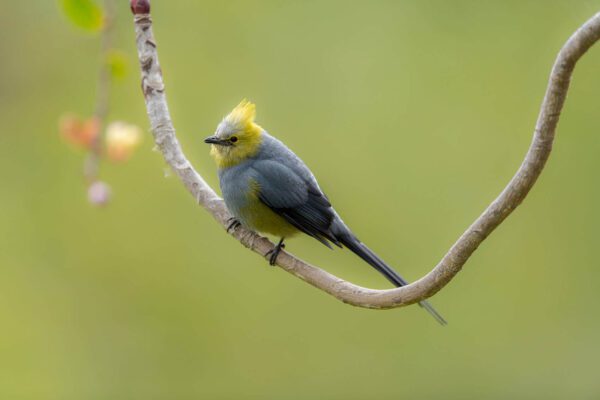 Out on a Limb, a small yellow and gray bird perched on a branch.