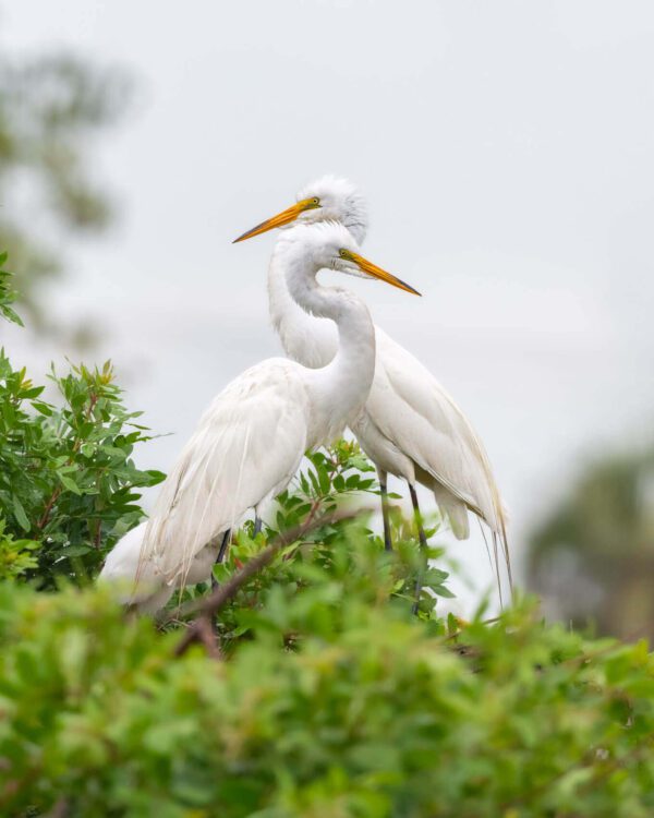 Two white egrets perched on top of a Graceful Love.