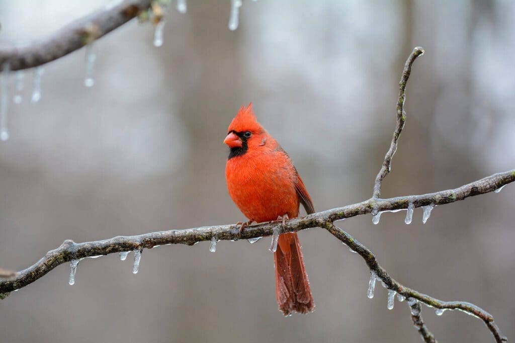 A red Winter Flame sitting on a branch with icicles.