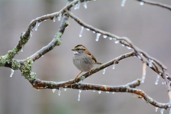 A bird sitting on a branch with Icy Morning on it.