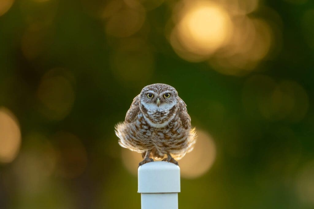 A small owl sits on top of a Dancing Diva.