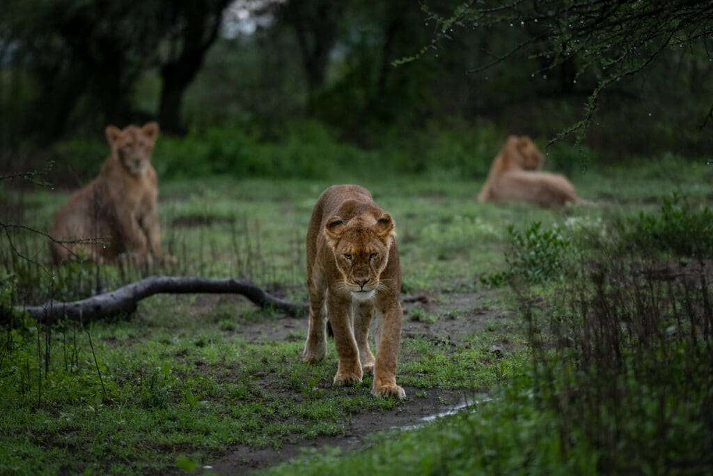 A group of Dawn Patrol walking through a grassy area.